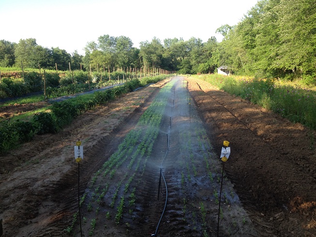 2 row irrigation