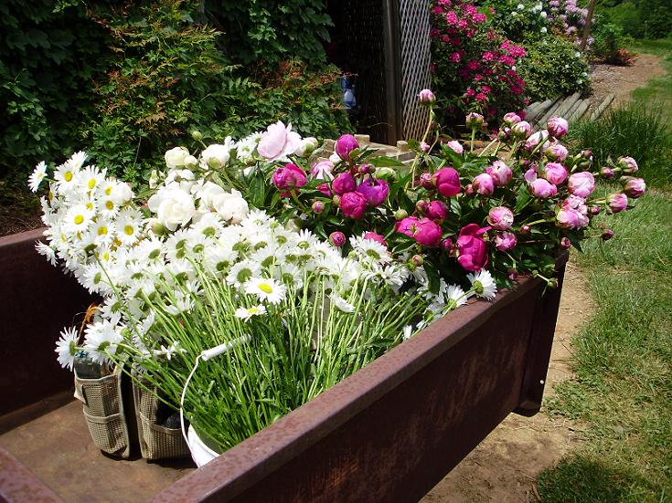 daisies & peonies