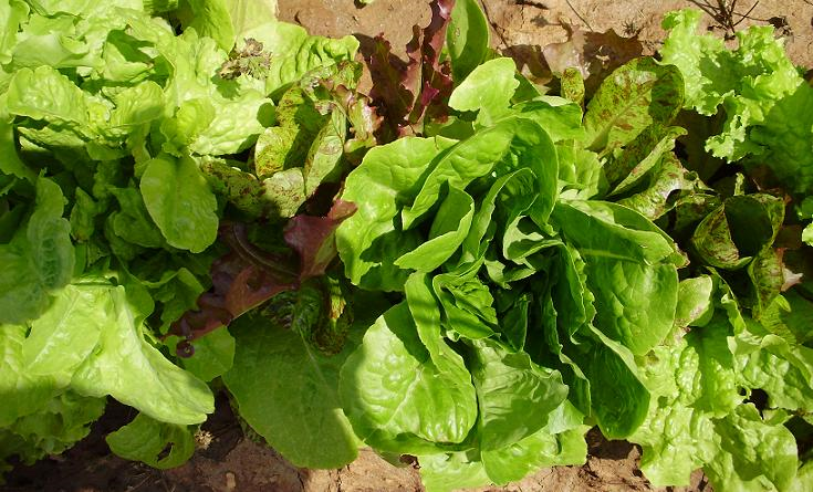 green leaf lettuce