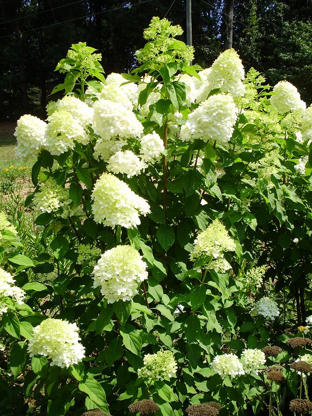 hydrangeas