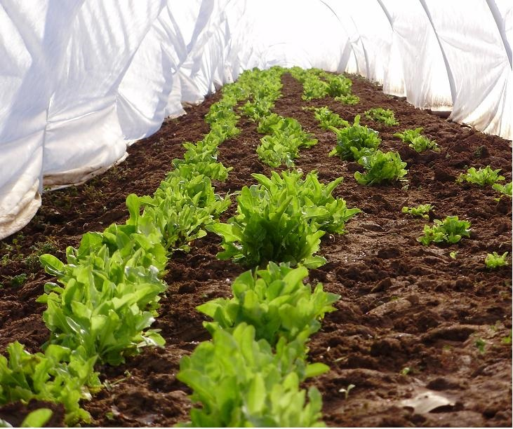 lettuce inside tunnel