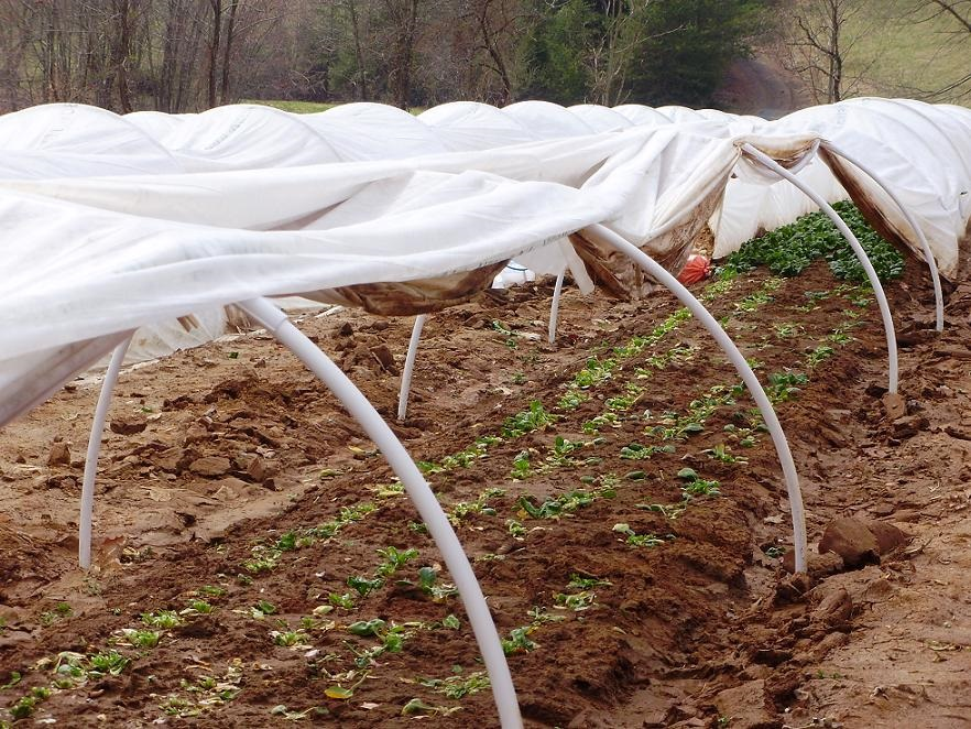open spinach tunnel