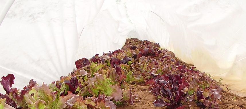 red lettuce inside tunnel