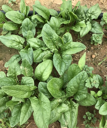 spinach