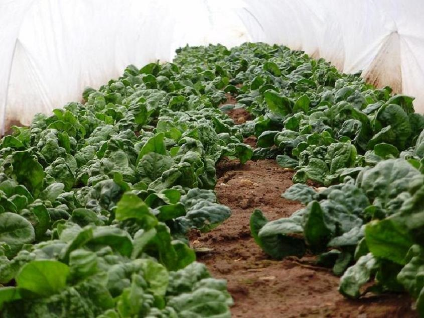 spinach inside tunnel