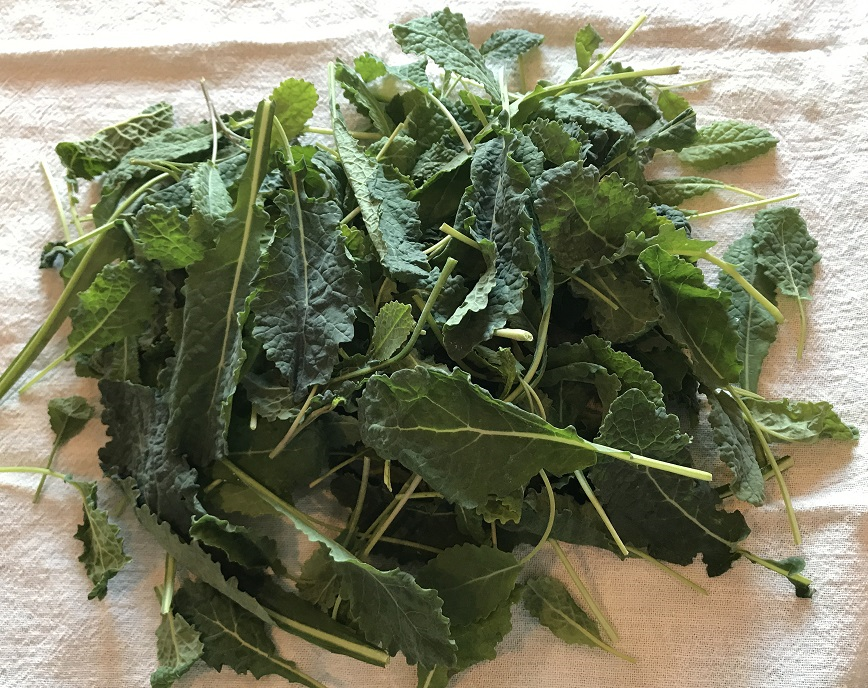 Toscano kale