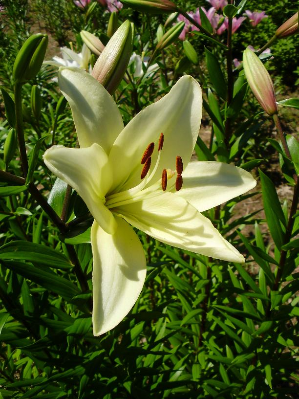 yellow lily